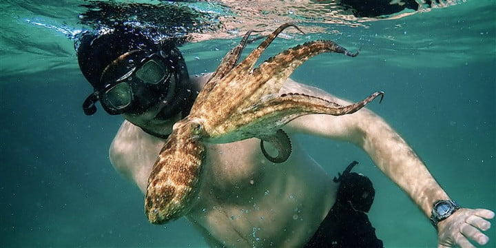 My Octopus Teacher